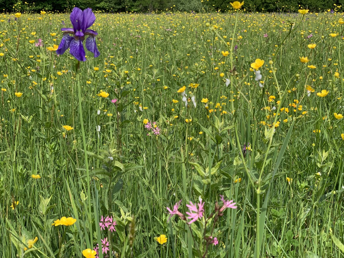 meadows are allowed to grow in Green Slovenia and very few chemicals are used, so this is what you get to walk through! meadows are allowed to grow in Green Slovenia and very few chemicals are used, so this is what you get to walk through!