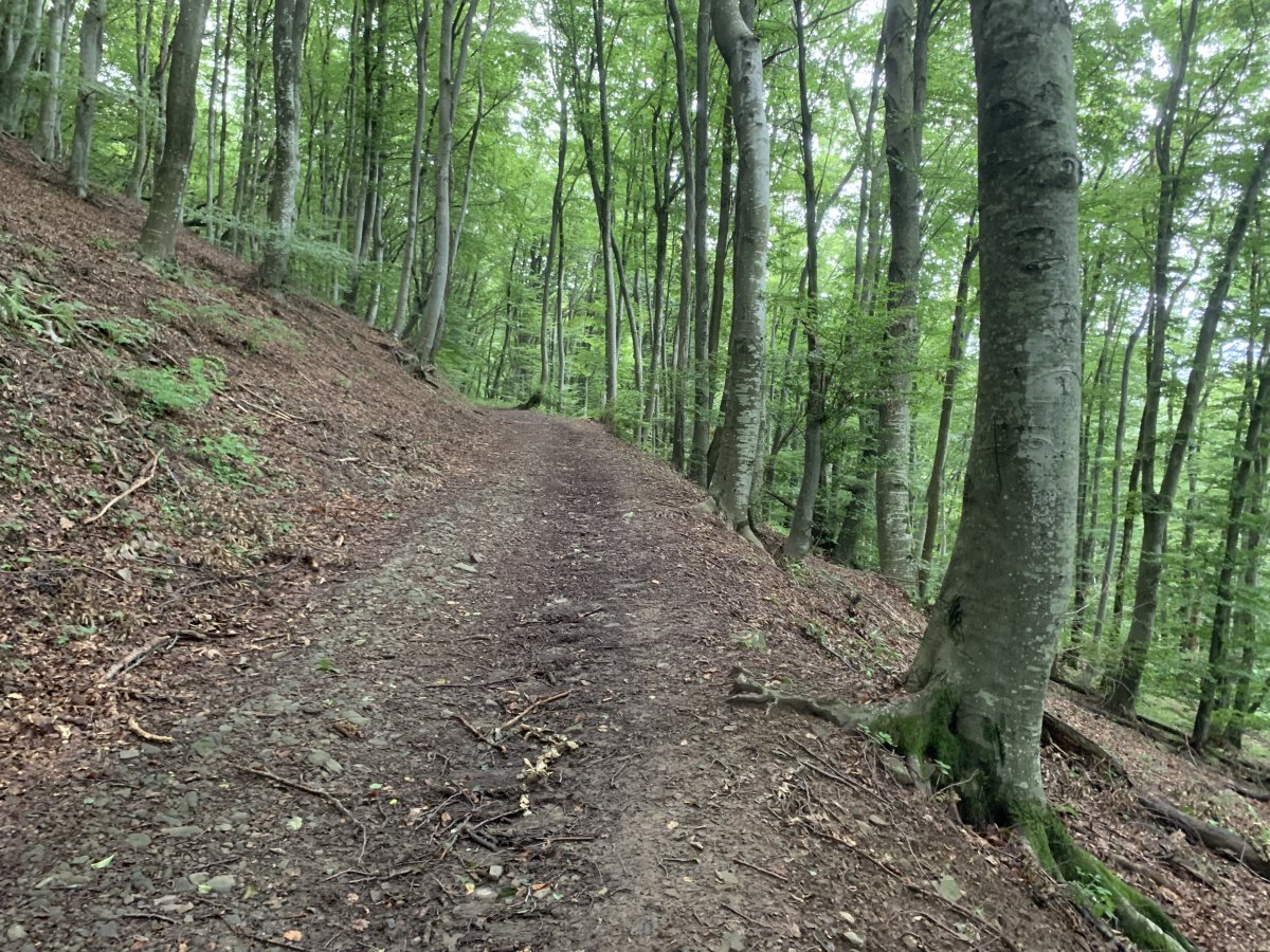 spend several hours in Green Paradise on a marked forest trail exploring Mitski Park.. spend several hours in Green Paradise on a marked forest trail exploring Mitski Park..
