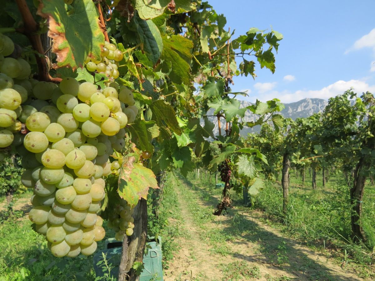 the Vipava wine valley.. the closest wine region to Lipizzane Lodge, just 20 mins to here!