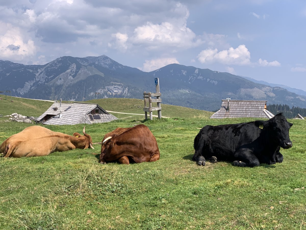 These ladies were taking it easy on top of Velika Planina, which is a fab mountain you can go up by cable car..