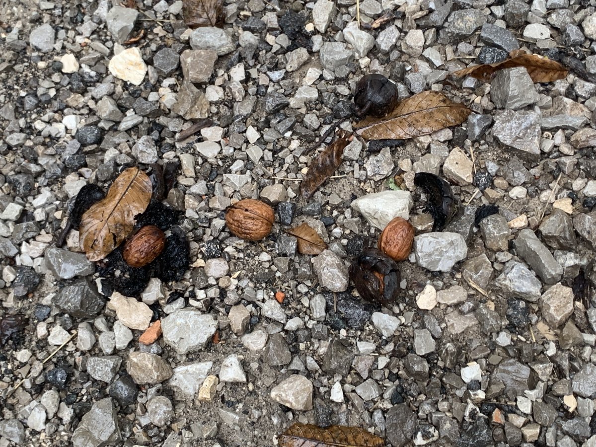 Slovenian Fast Food.. Natural walnuts..