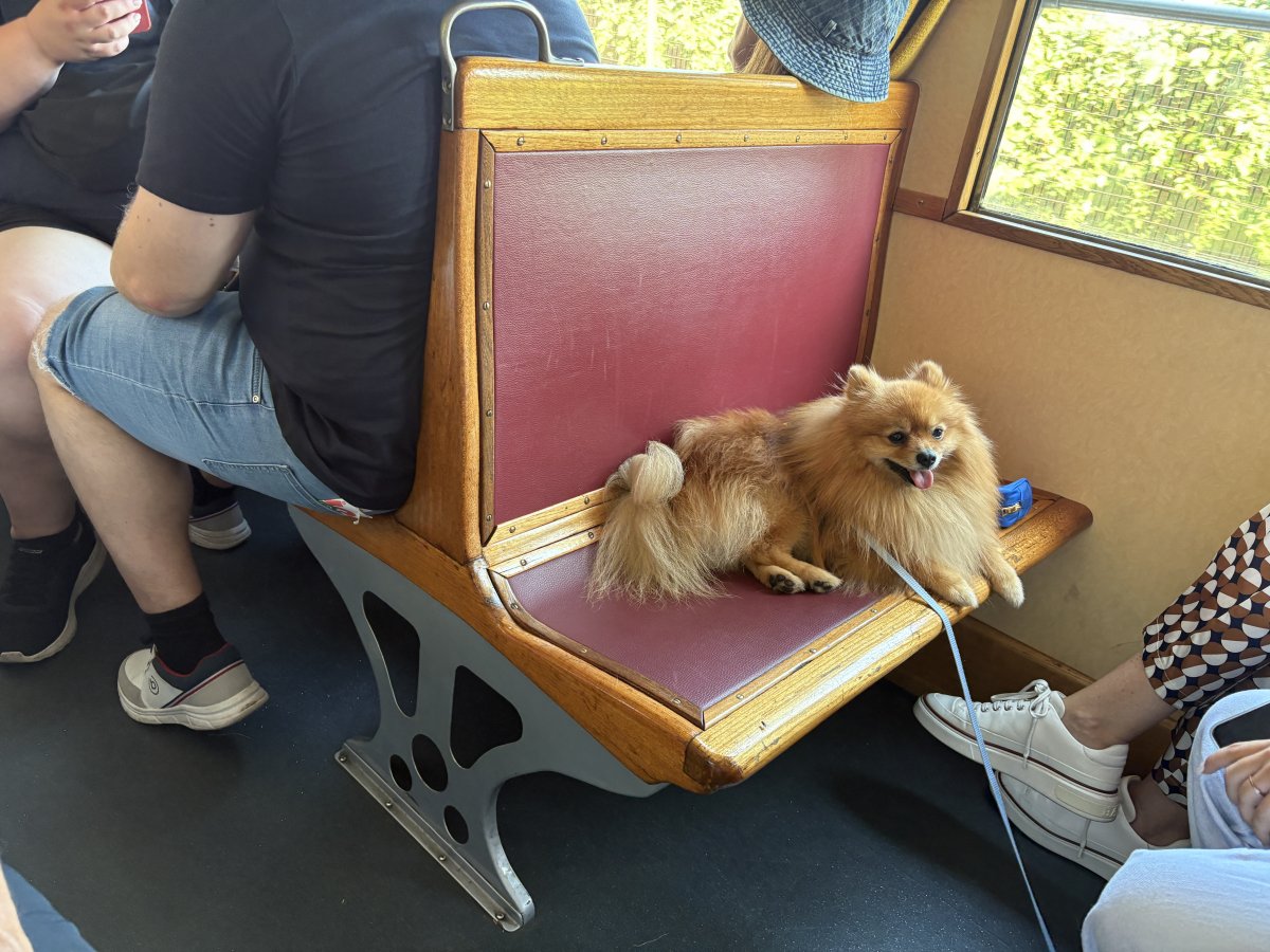 This is not a cushion, it is a dog on the wonderful tram going down the cliffs from Opcine to Trieste..