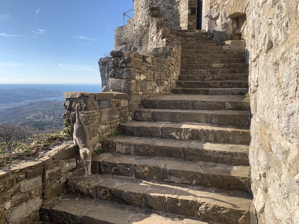 We met this friendly, gymnastic cat at a castle looking over the Adriatic sea and three different countries.. Italy, Slovenia and Croatia..
