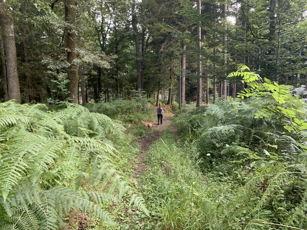 so many secret forest tracks surrounding the Lodge.. so many secret forest tracks surrounding the Lodge..