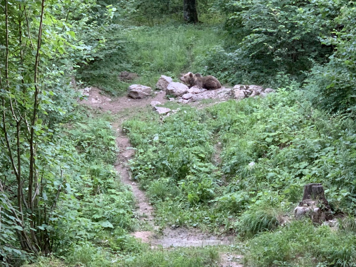 you might see one bear, several or none.. you might see one bear, several or none..