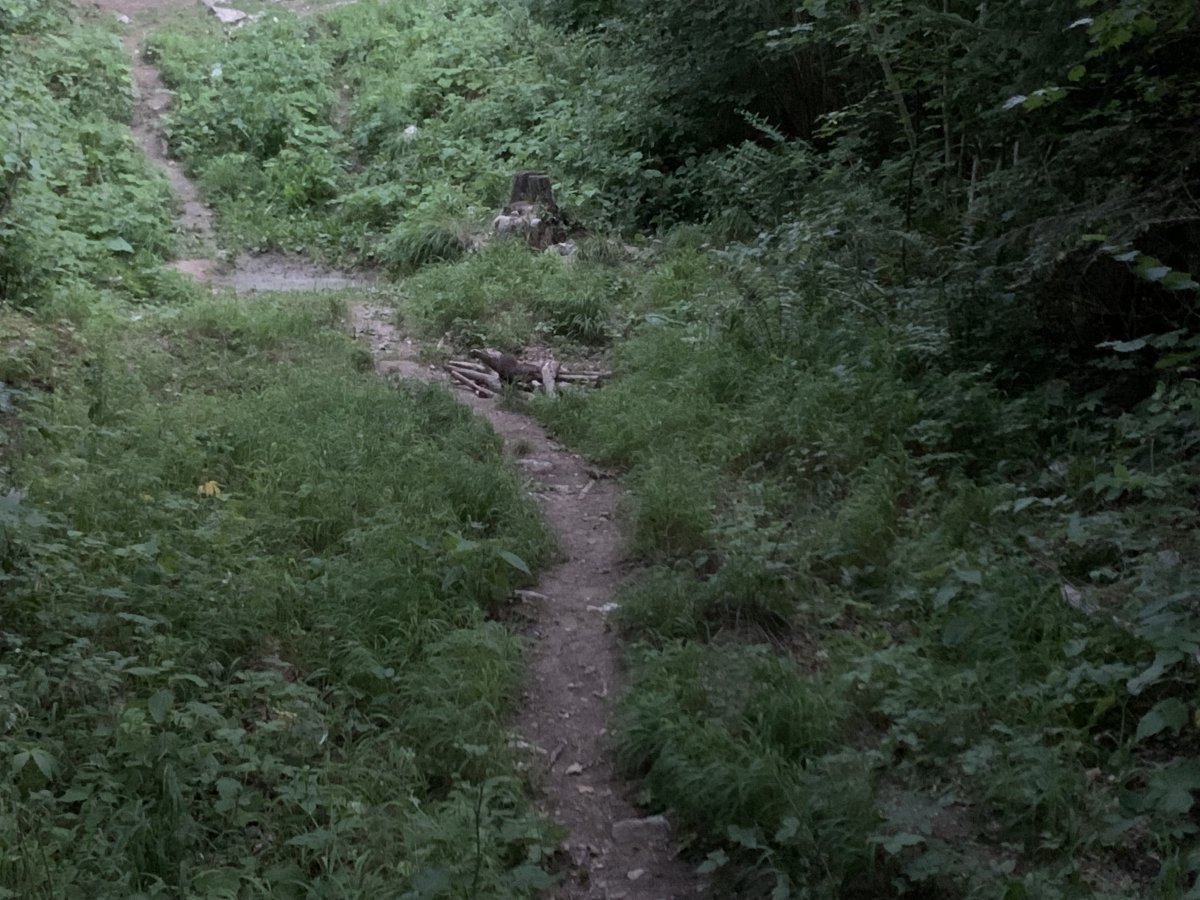 poor photo, but the point is you might see other forest animals too, like this energetic Pine Martin.. poor photo, but the point is you might see other forest animals too, like this energetic Pine Martin..