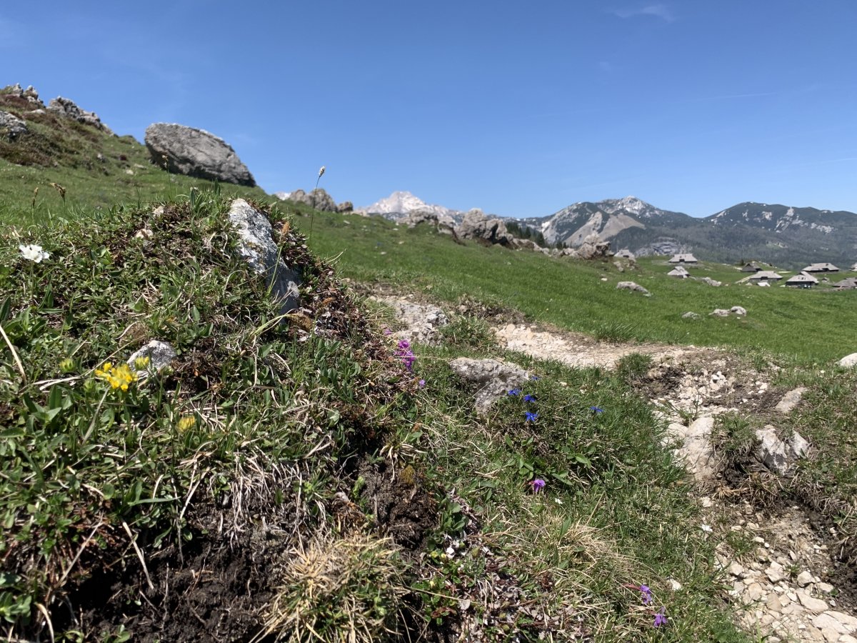 the month of May is your best bet to see a colourfest of Alpine flowers.. the month of May is your best bet to see a colourfest of Alpine flowers..