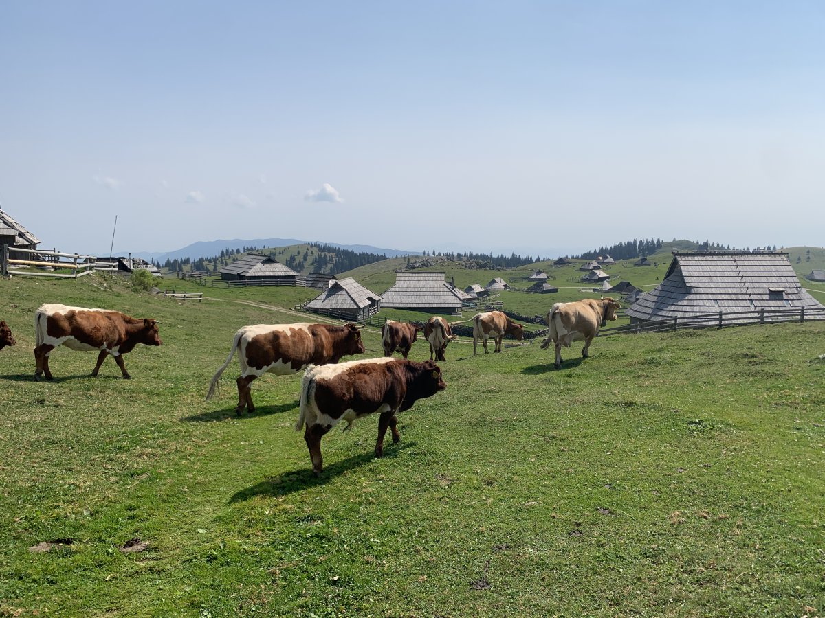 Perfect conditions on Velika Plania, with the cows and just one little cloud drifting past.. Perfect conditions on Velika Plania, with the cows and just one little cloud drifting past..