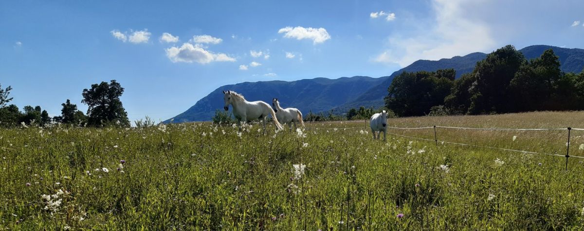 Horses