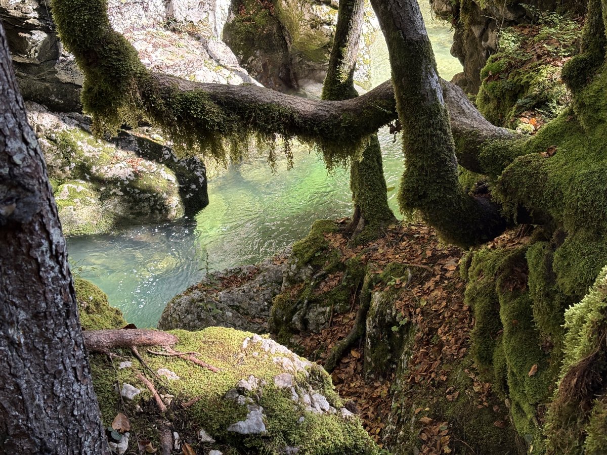 Another one of those photos where you can hardly believe you are in Europe, but you ARE here in little old Green Slovenia.. Another one of those photos where you can hardly believe you are in Europe, but you ARE here in little old Green Slovenia..