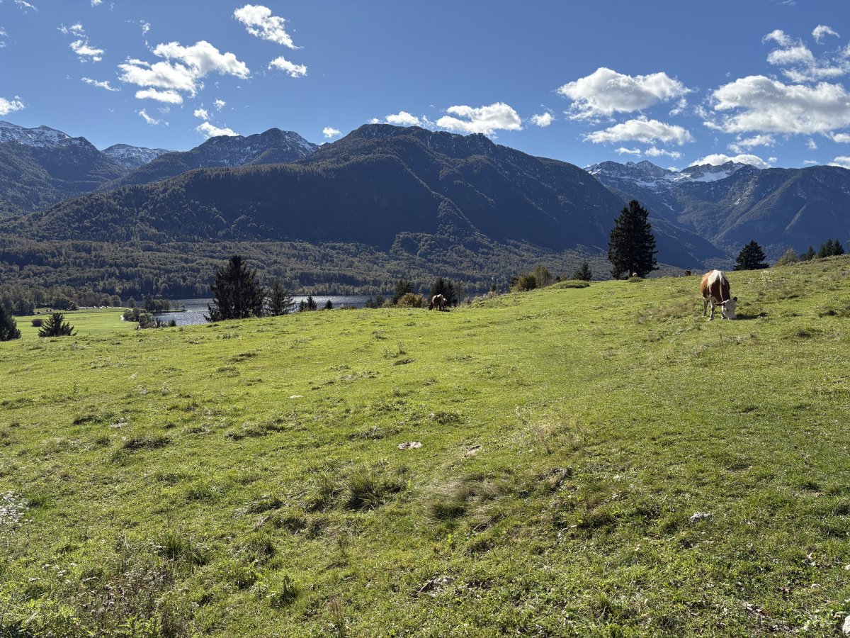 Cows munch grass next to the car park and that is the start of Lake Bohinj down there below.. Cows munch grass next to the car park and that is the start of Lake Bohinj down there below..