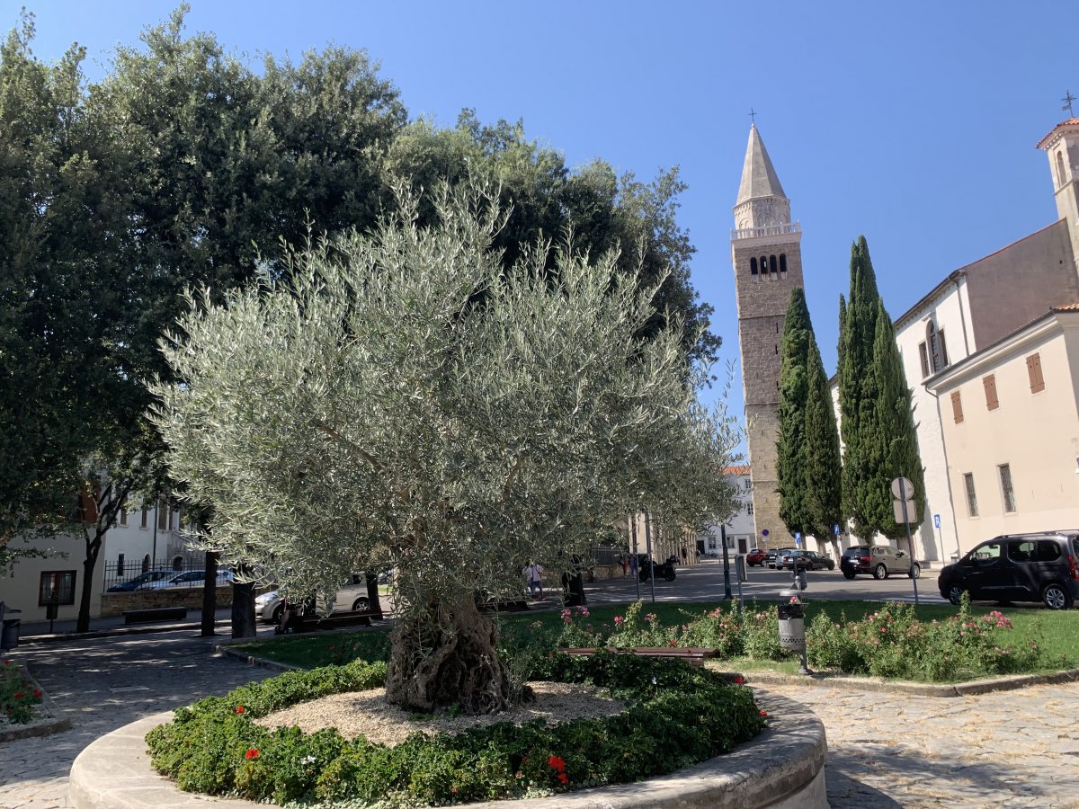 Koper old town by the sea