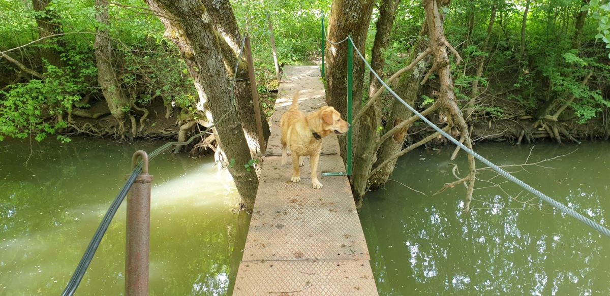 walking the dog.. walking the dog..