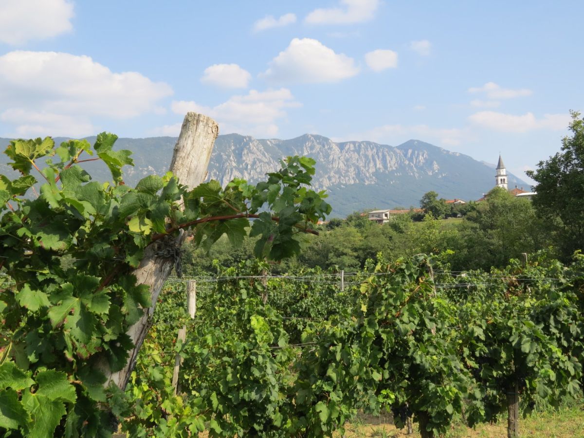 vineyard in the Vipava valley..