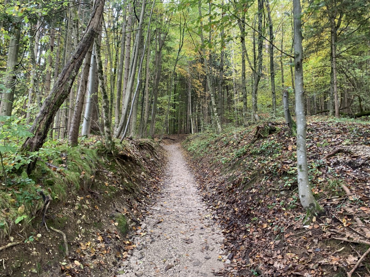 You get to walk back through stunning woods like this..