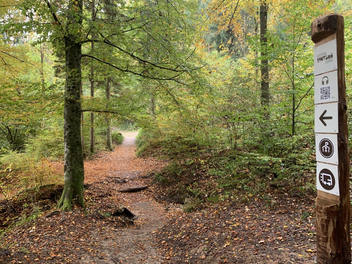 Hopefully this will not be your only forest walk here, but the hike back is like an unexpected bonus..
