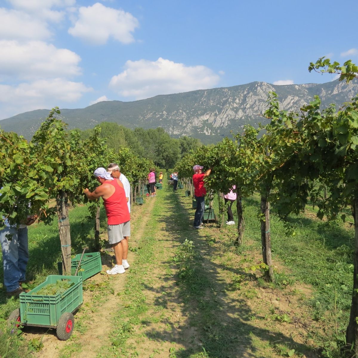 Vendanges. vallée de la Vipava