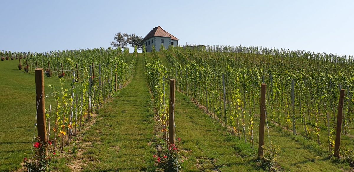 the vineyard at Horseville.. the vineyard at Horseville..