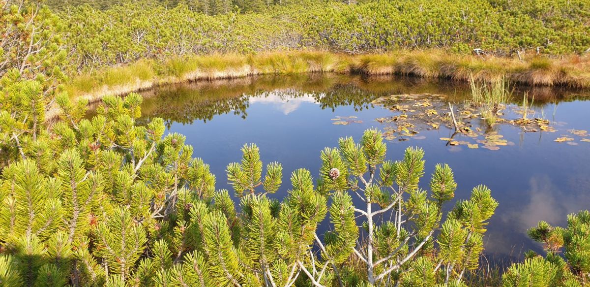 one of several unique ponds in a mini forest on top of a huge, unique mountain plateau in Slovenia.. one of several unique ponds in a mini forest on top of a huge, unique mountain plateau in Slovenia..