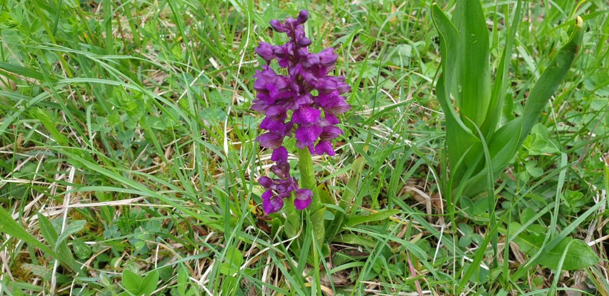 one of the many varieties of orchid you can find all around here.. one of the many varieties of orchid you can find all around here..