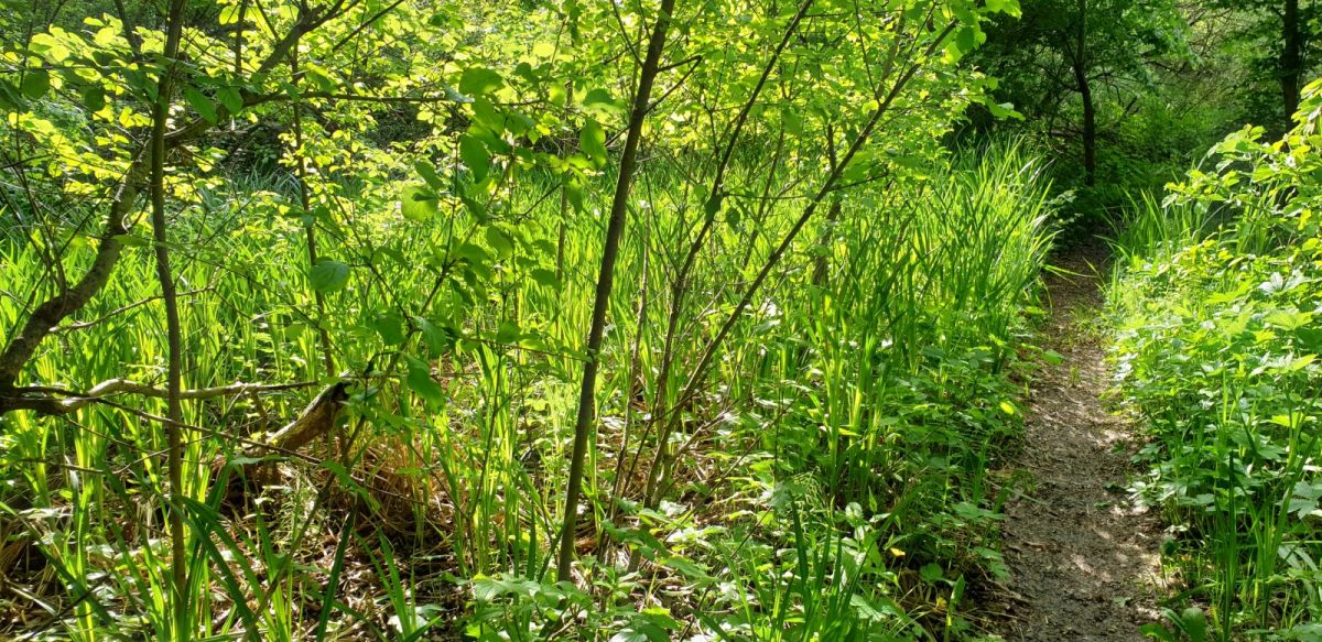 short cut close to the river.. short cut close to the river..