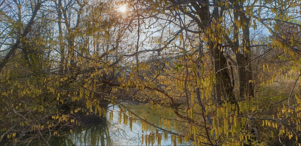 golden spring sundrops.. golden spring sundrops..