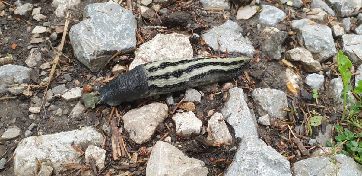 this zebra slug was not quick enough to escape our camera!! this zebra slug was not quick enough to escape our camera!!