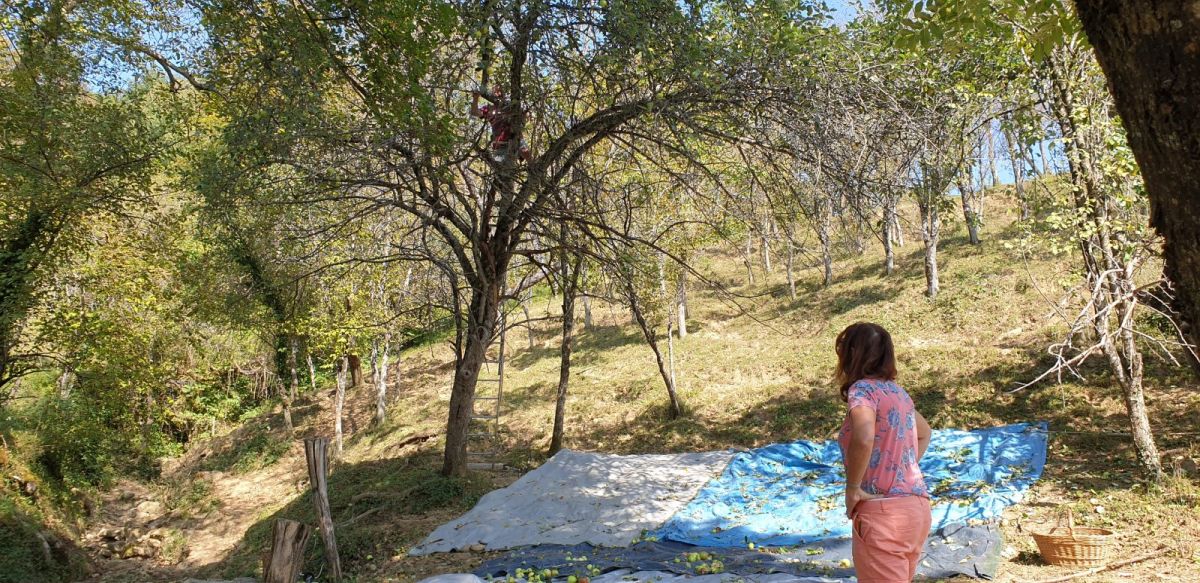 Rihard is up in that tree making the apples shake rattle & roll! Rihard is up in that tree making the apples shake rattle & roll!