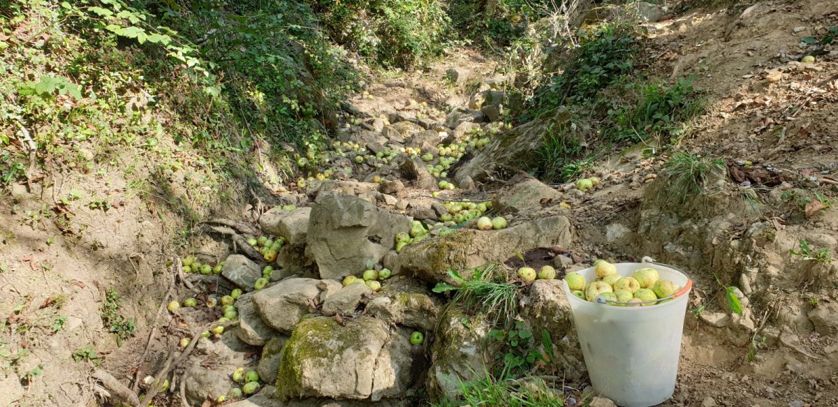 Apple Picking in Green Slovenia!