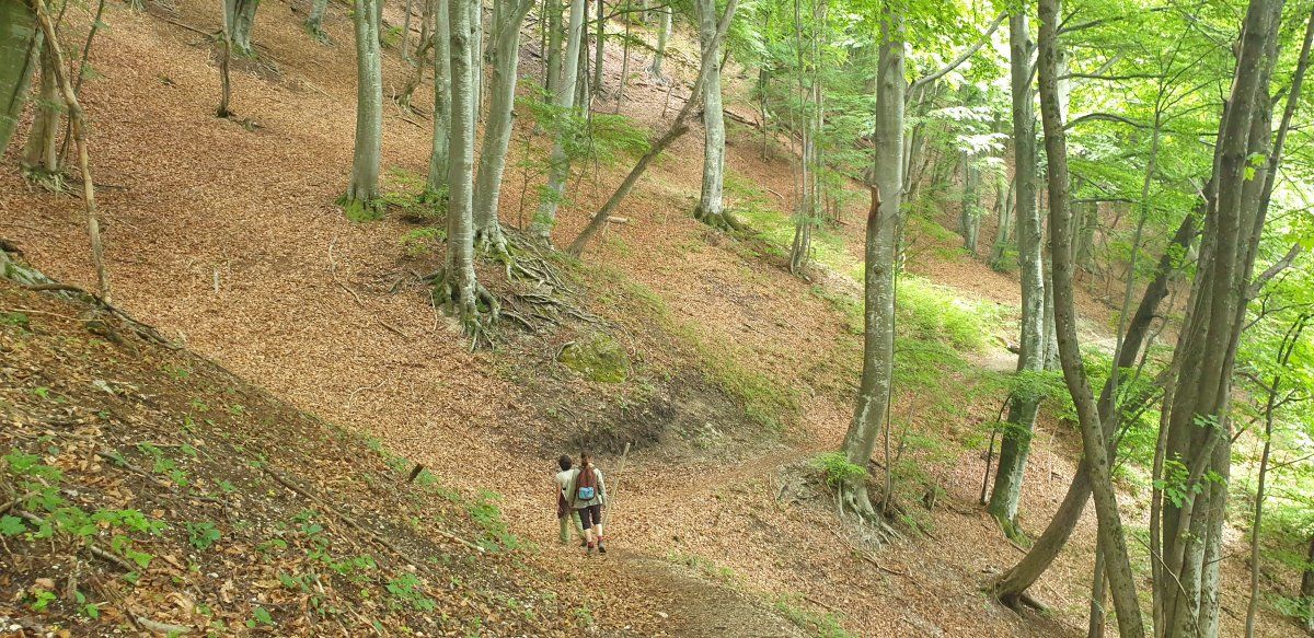 it is like the forest is alive with giants..