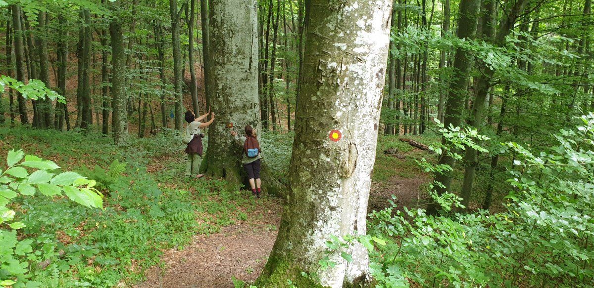 trees too big to even hug!