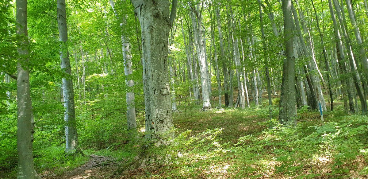 beautiful trees on this hill..