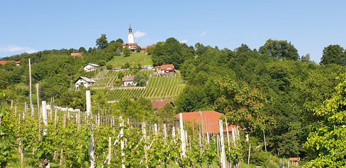 little mini vineyards with the owner's weekend cottages..