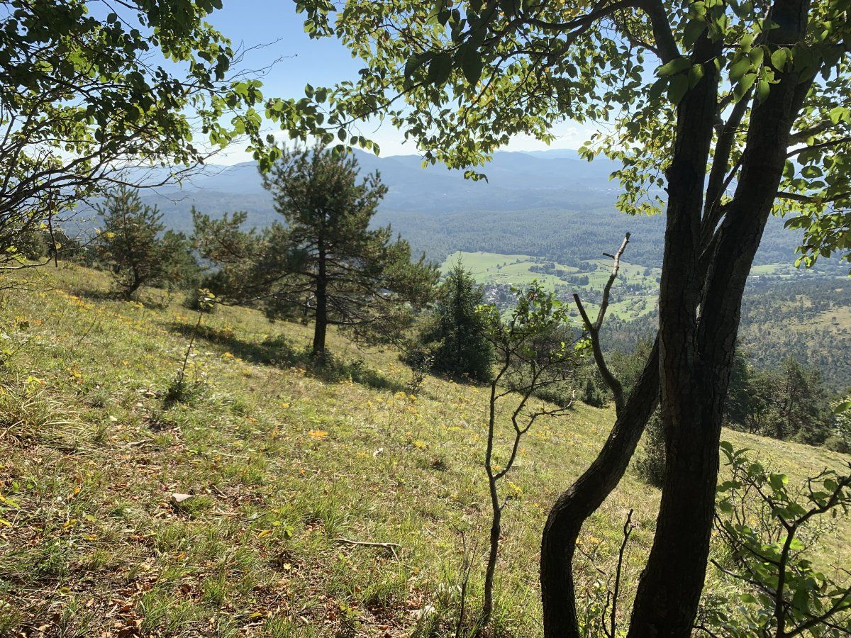 the forest clears out a bit onto the very steep upper slopes of the mountain.. the forest clears out a bit onto the very steep upper slopes of the mountain..
