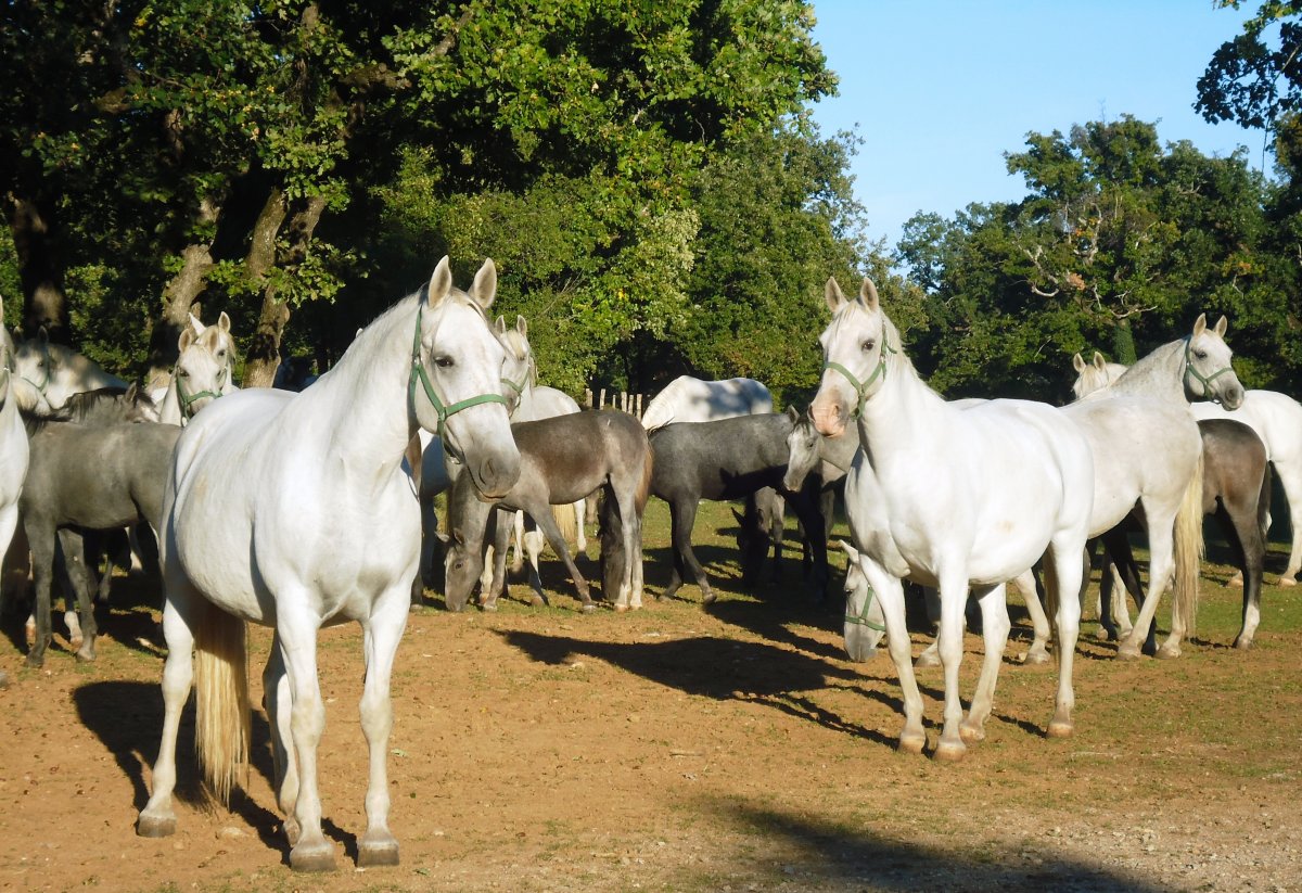expect to see a lot of these beautiful horses..