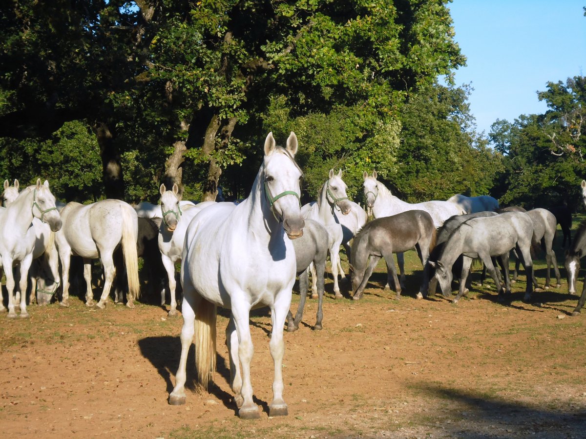 lots of Lipizzaners and baby Lipizzaners at Lipica.. lots of Lipizzaners and baby Lipizzaners at Lipica..