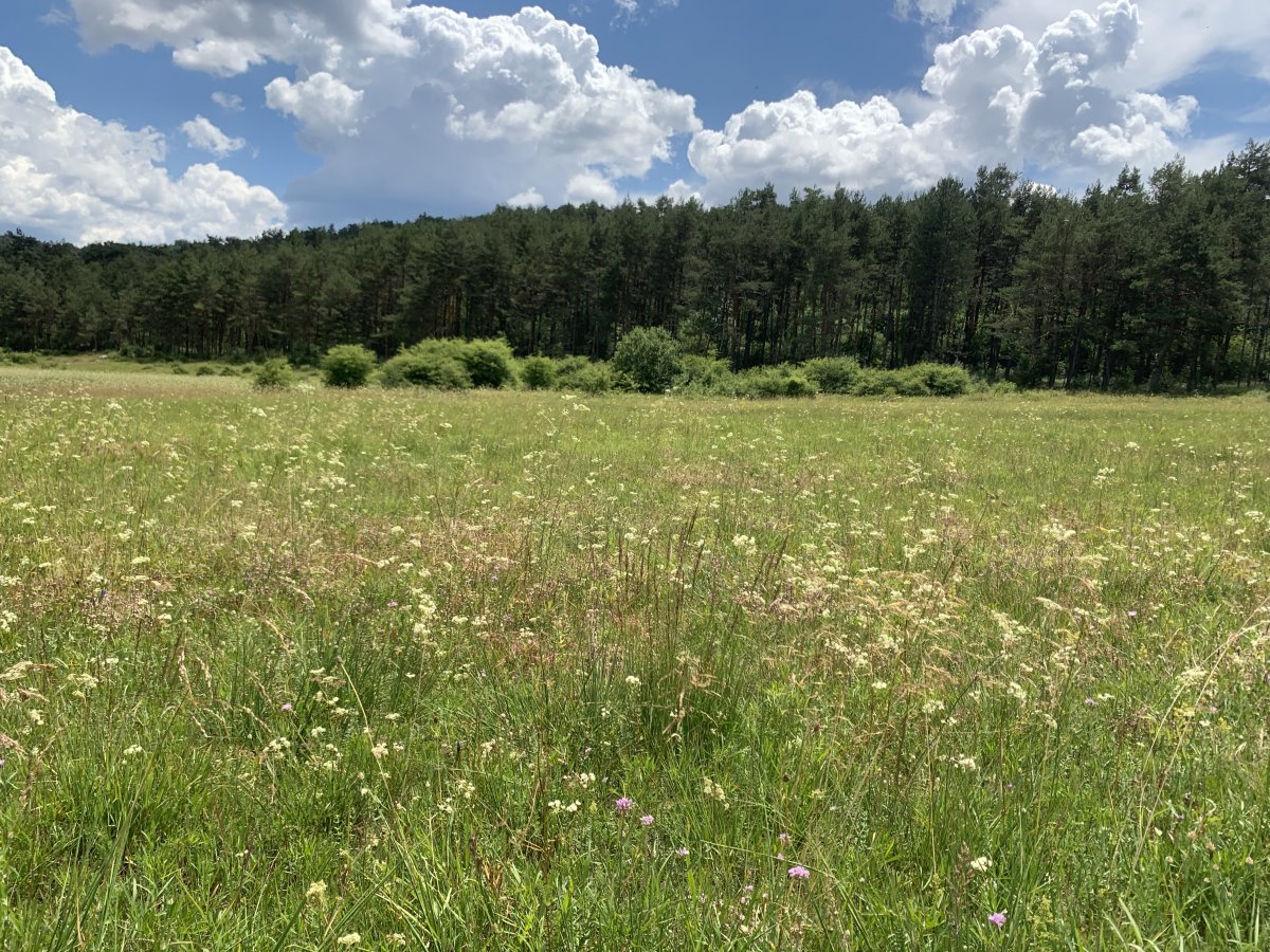 a wall of green lines the lake and a massive meadow full of wild flowers and butterflies fills it.. a wall of green lines the lake and a massive meadow full of wild flowers and butterflies fills it..