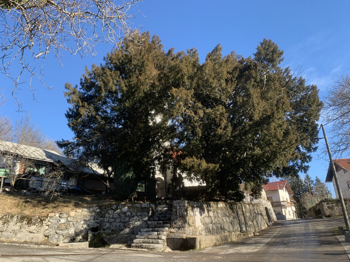 the biggest yew tree in Slovenia at Strane along the St James path.. how many pilgrims has this old tree greeted? the biggest yew tree in Slovenia at Strane along the St James path.. how many pilgrims has this old tree greeted?