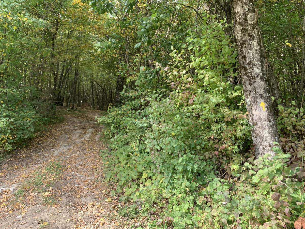 can you see the yellow arrow on the tree? fab forest bit ahead.. can you see the yellow arrow on the tree? fab forest bit ahead..