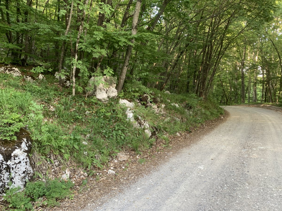 the Green adventure concludes with typical Nanos mountain forest tracks, lined with huge Dragon's teeth Karst rocks..