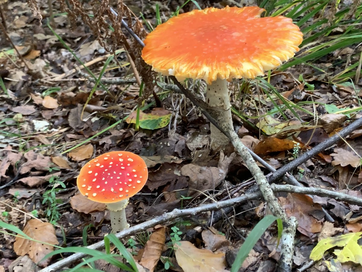 really pretty, but red is a warning! really pretty, but red is a warning!
