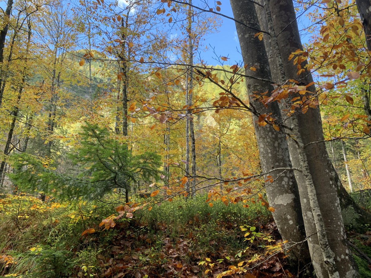 Autumn does not get better than this folks.. Autumn does not get better than this folks..