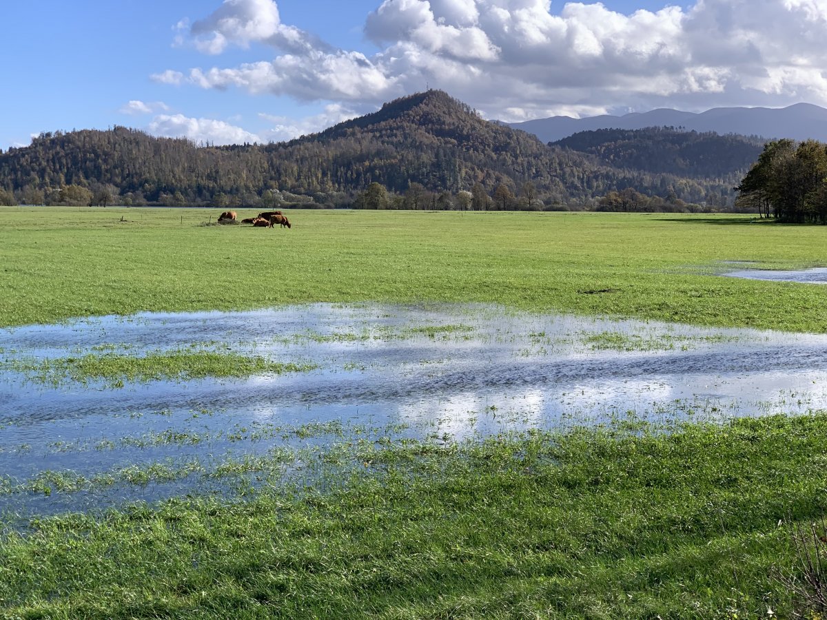 Covered by a lake for approx 7 months of the year means this is the lushest grass you can get.. Covered by a lake for approx 7 months of the year means this is the lushest grass you can get..