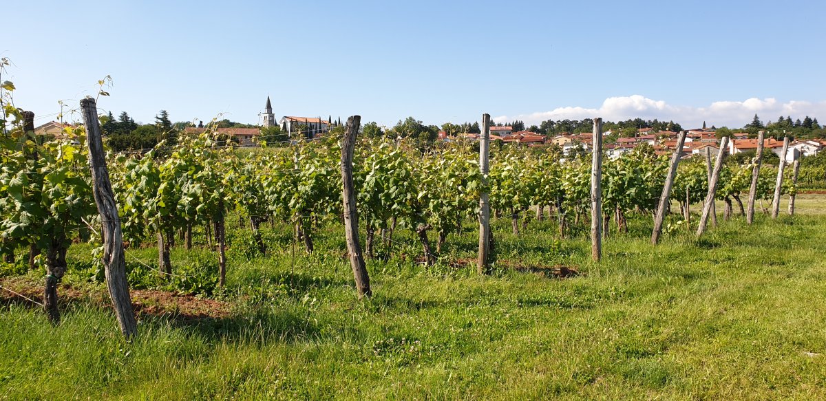 Vines grow outside the pretty Red Karst town of Komen.. Vines grow outside the pretty Red Karst town of Komen..