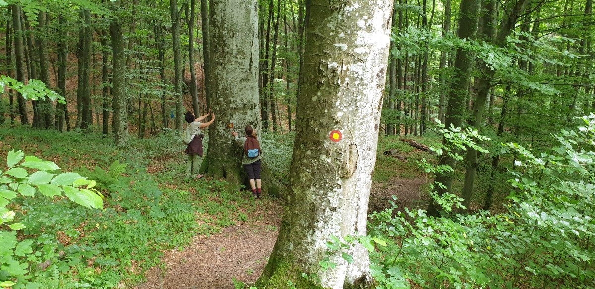 you need big arms to hug a tree in Green Slovenia.. you need big arms to hug a tree in Green Slovenia..