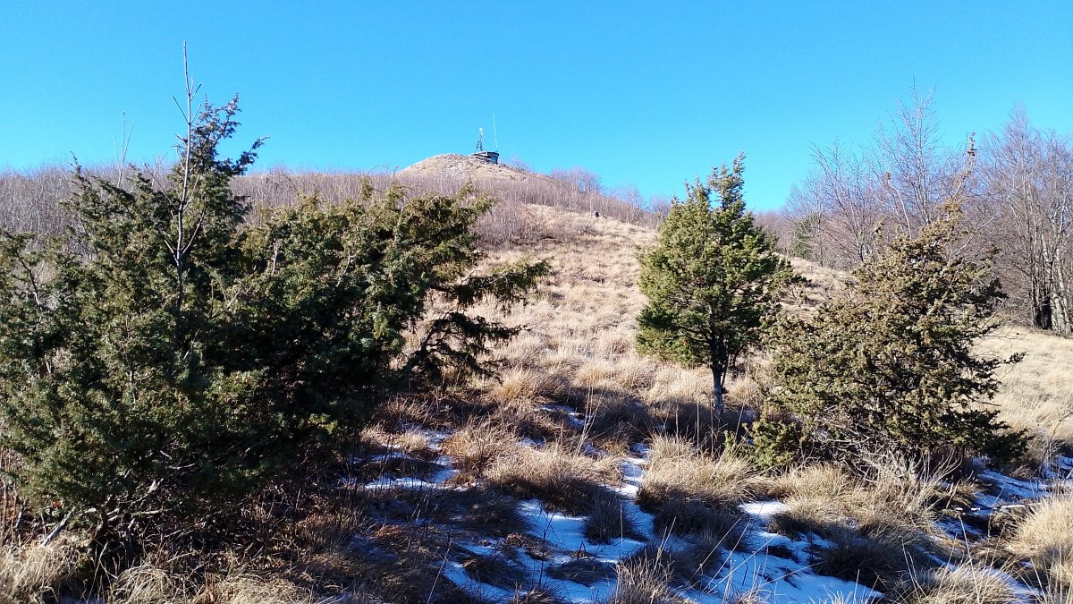 lots of different types of Juniper berry bushes and trees to be found in this mini region.. lots of different types of Juniper berry bushes and trees to be found in this mini region..
