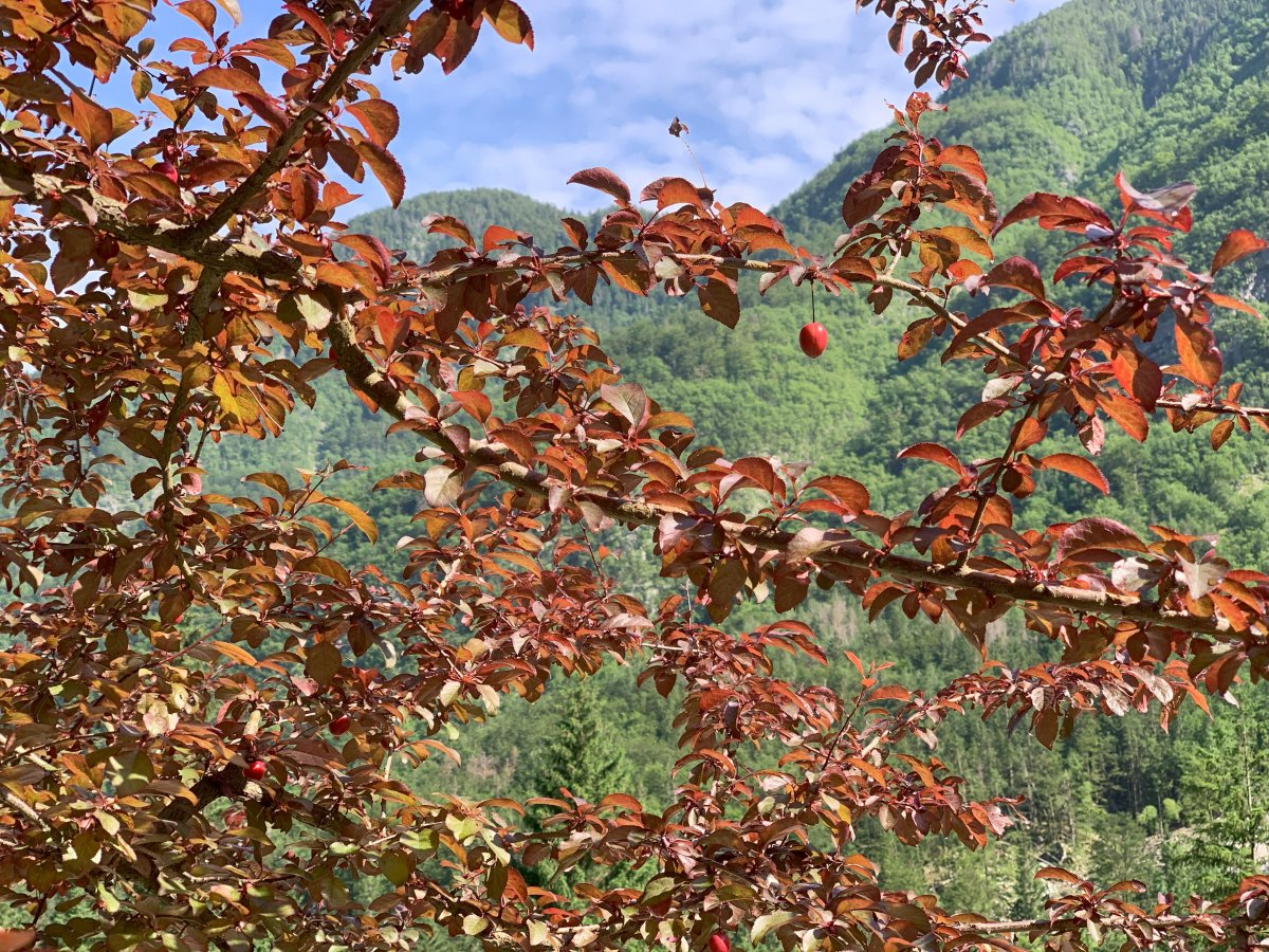 Mountain fruit.. Mountain fruit..