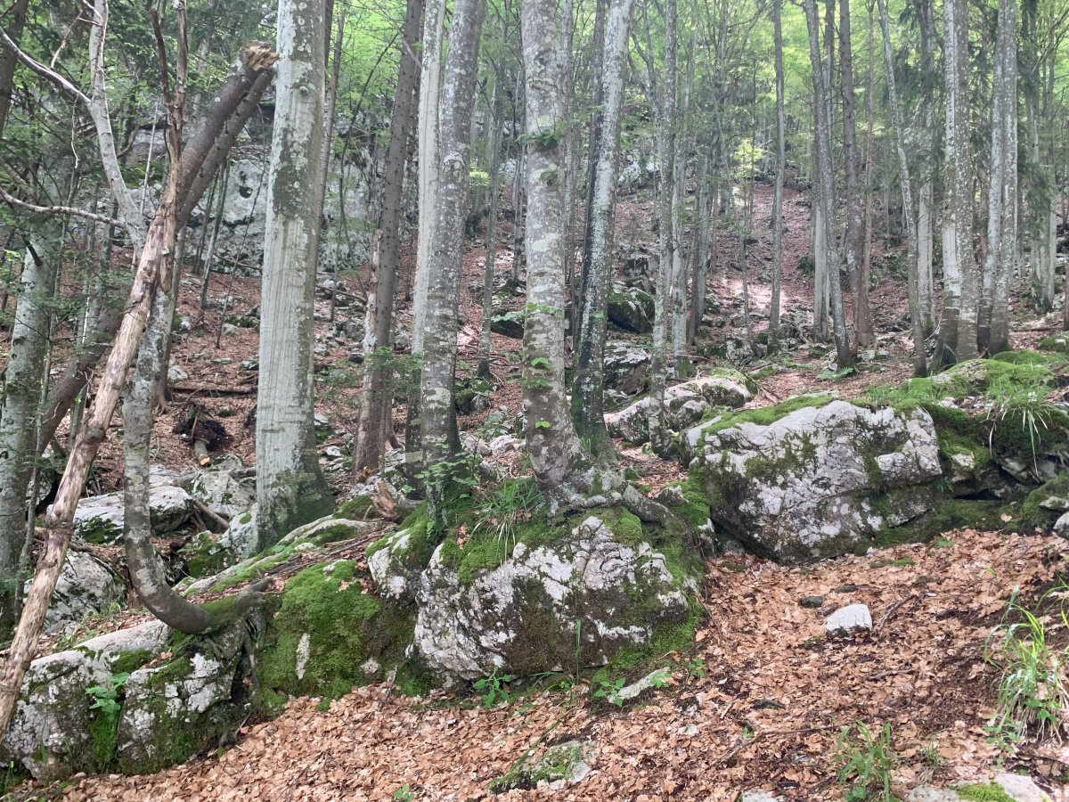 Beautiful Karst rock forest on the hike up.. Beautiful Karst rock forest on the hike up..