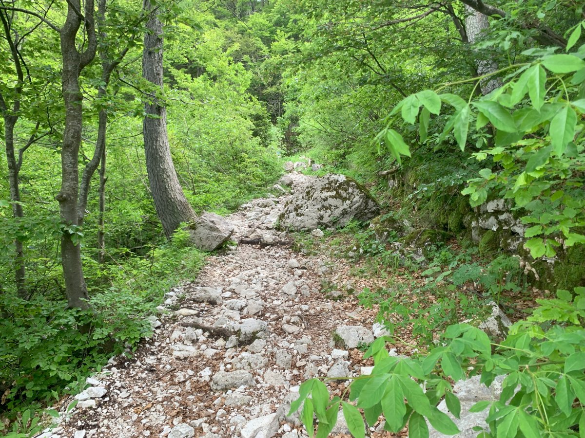 Amazing rock path up through the forest.. Amazing rock path up through the forest..