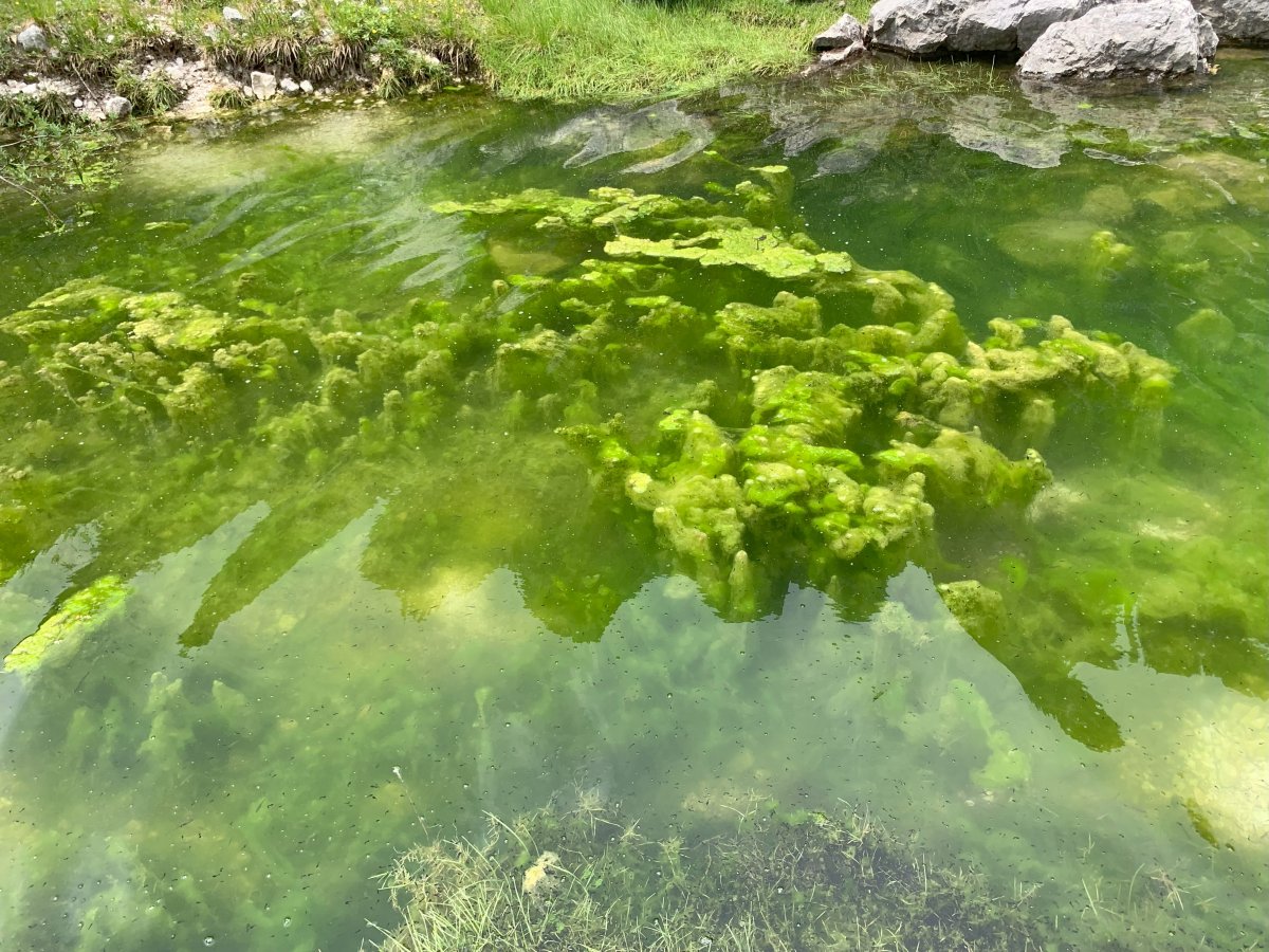 Huge alien like frog spawn at the end of the lake.. Huge alien like frog spawn at the end of the lake..